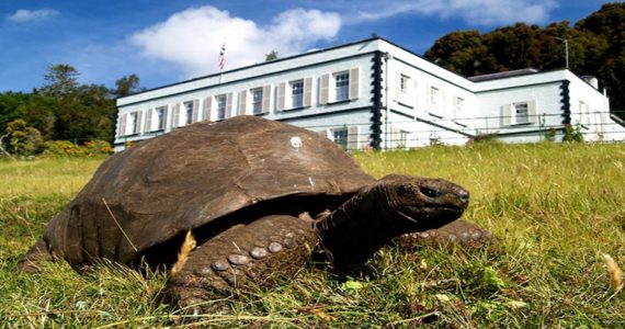 La historia de Jonathan, la tortuga homosexual más antigua del mundo