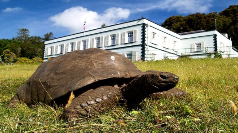 La historia de Jonathan, la tortuga homosexual más antigua del mundo
