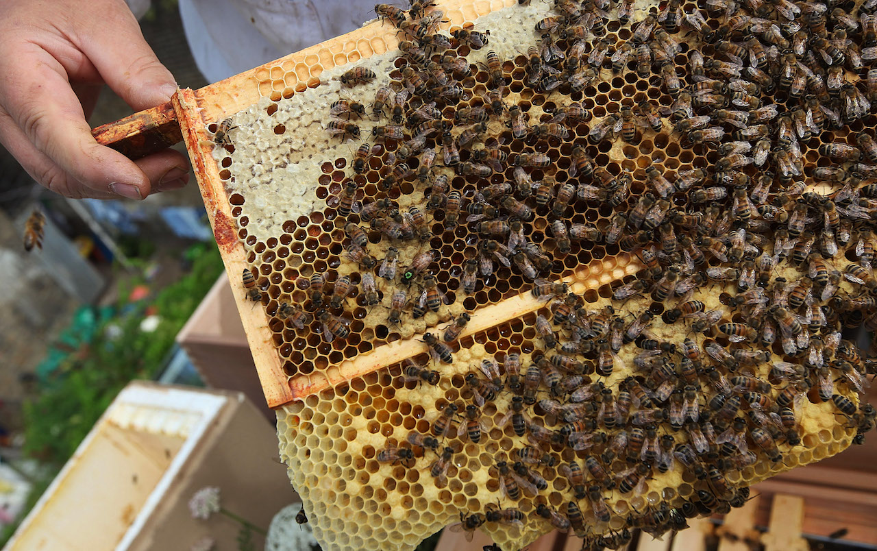 abejas de Isabel II