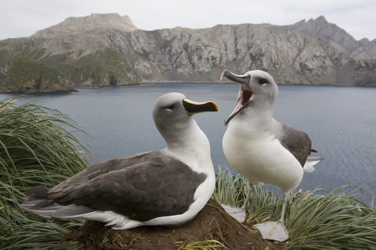albatros divorcios