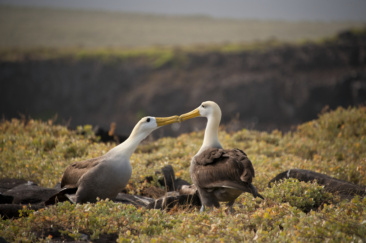 divorcios albatros