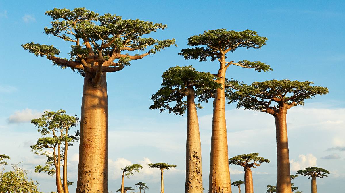 Así son los baobabs, los árboles africanos que fueron castigados por los  dioses | National Geographic en Español