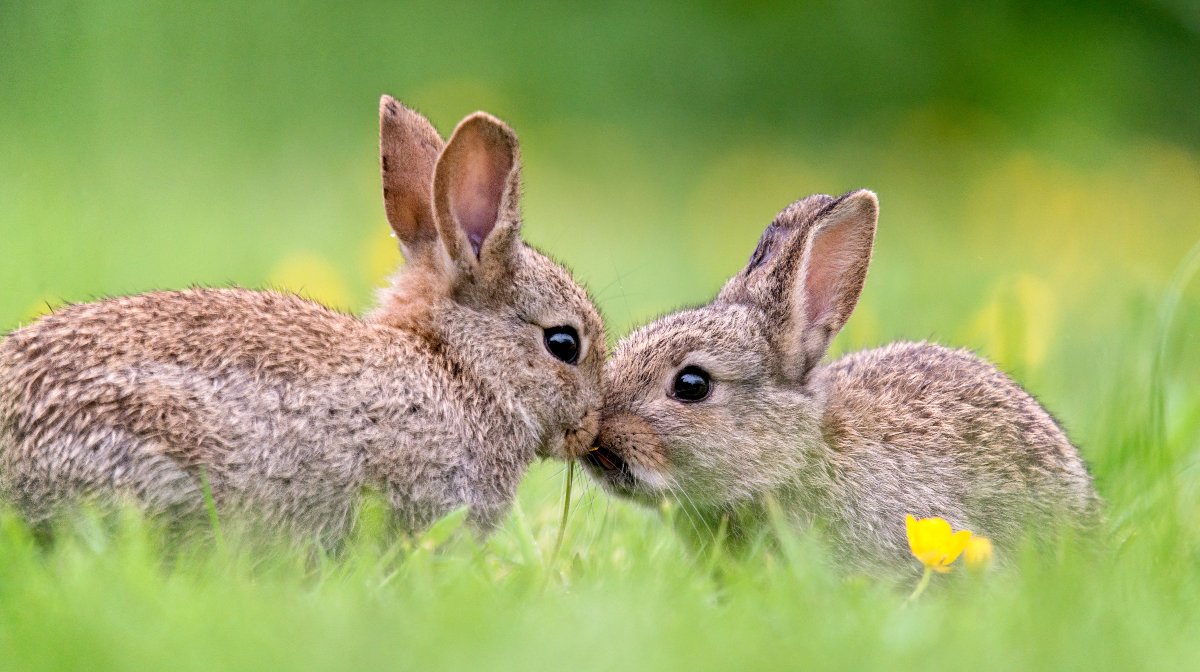 De conejos y liebres: estas son las principales diferencias entre ambos  animales | National Geographic en Español