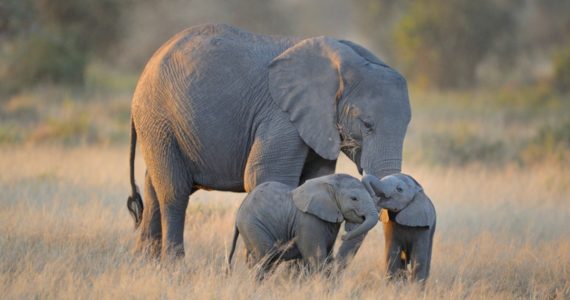 Los elefantes jóvenes tienen más probabilidades de sobrevivir si su abuela aún está en la manada