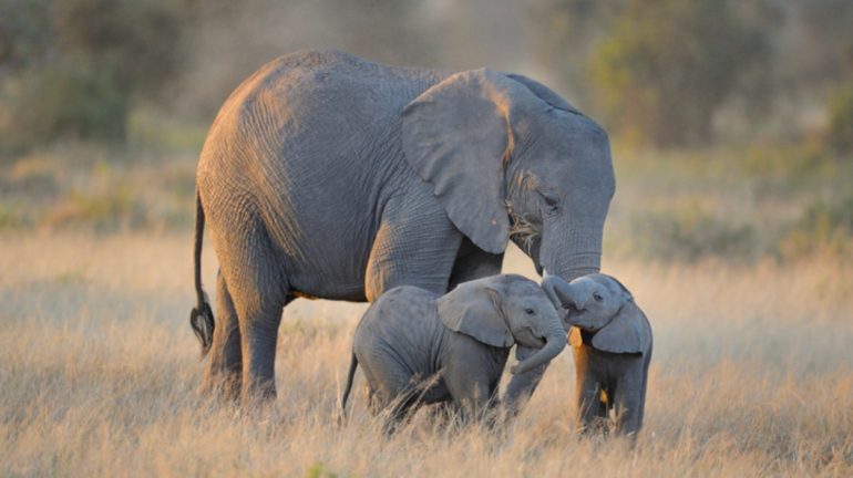 Los elefantes jóvenes tienen más probabilidades de sobrevivir si su abuela aún está en la manada
