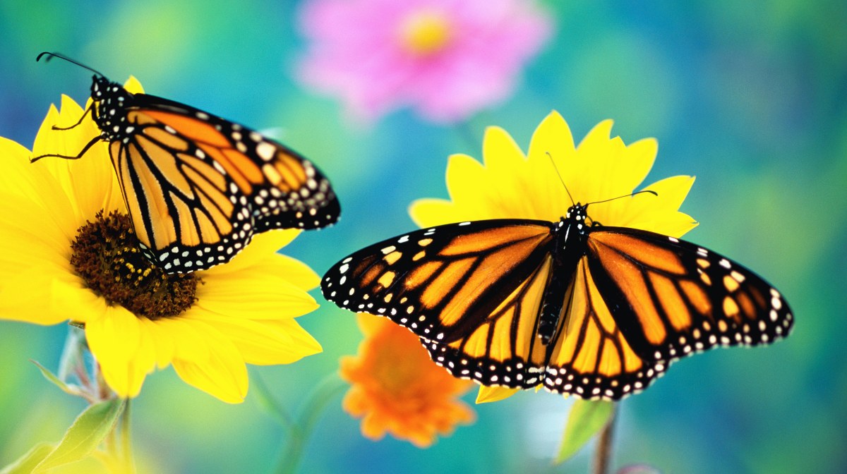 Artículos de primera necesidad Engañoso Comunista Mariposa monarca, el lepidóptero que encarna unos de los fenómenos  migratorios más asombrosos | National Geographic en Español