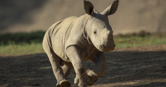 neville rinoceronte