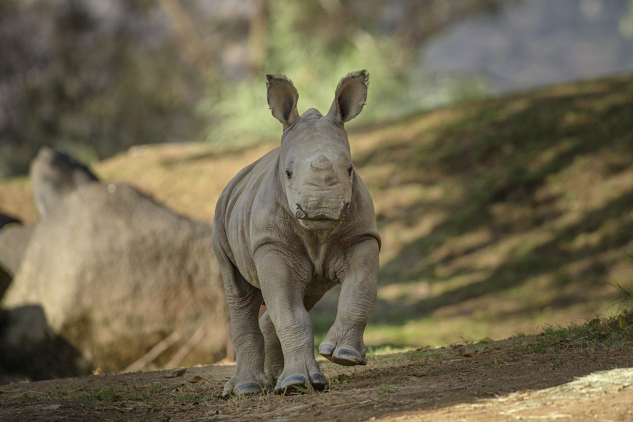 neville rinoceronte