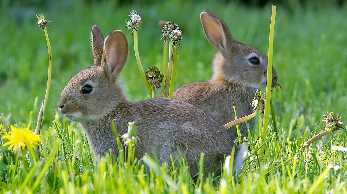 De conejos y liebres: estas son las principales diferencias entre ambos  animales | National Geographic en Español