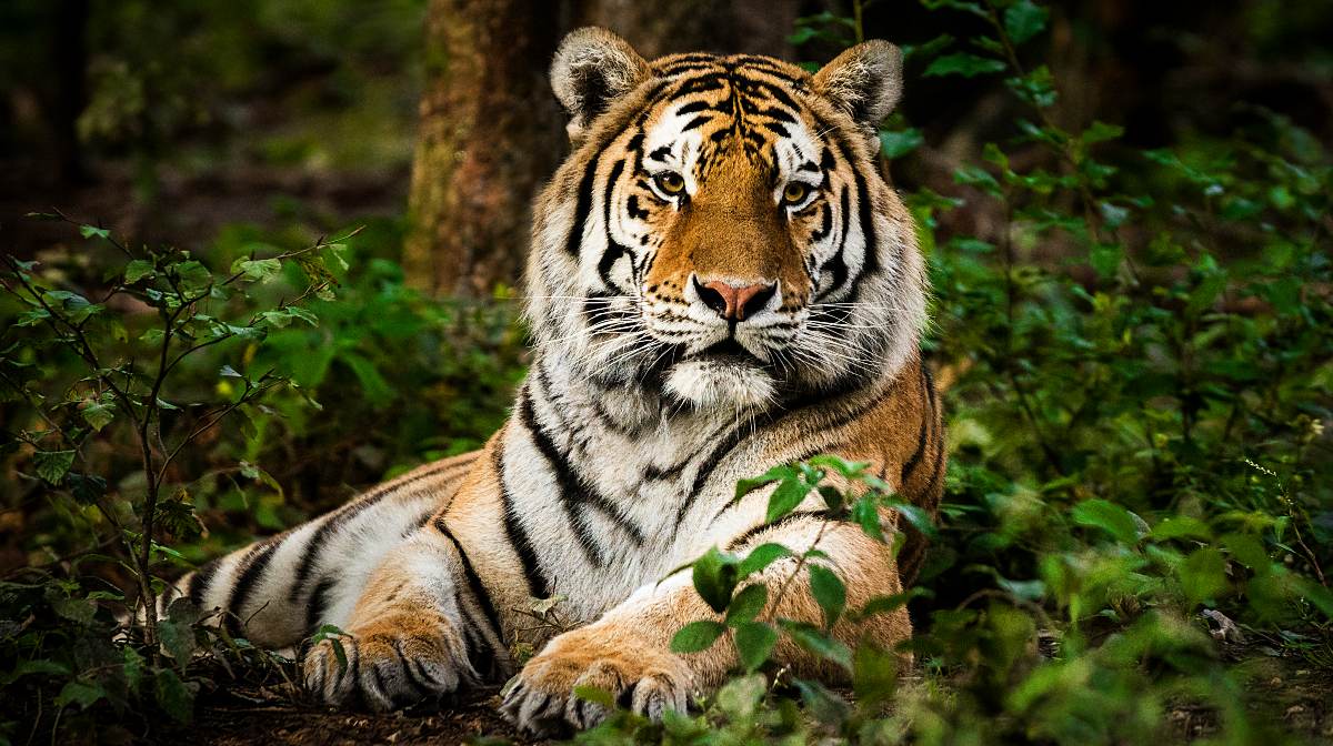 tigre-de-bengala-el-gran-felino-de-las-selvas-de-la-india