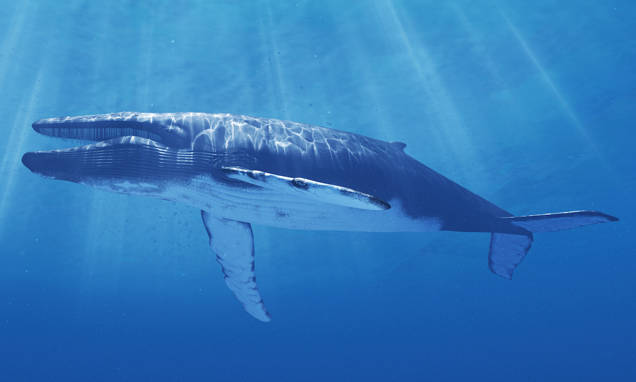 Resolver Traer Compulsión Así es la ballena azul, el mamífero marino más grande del mundo que está en  peligro de extinción | National Geographic en Español