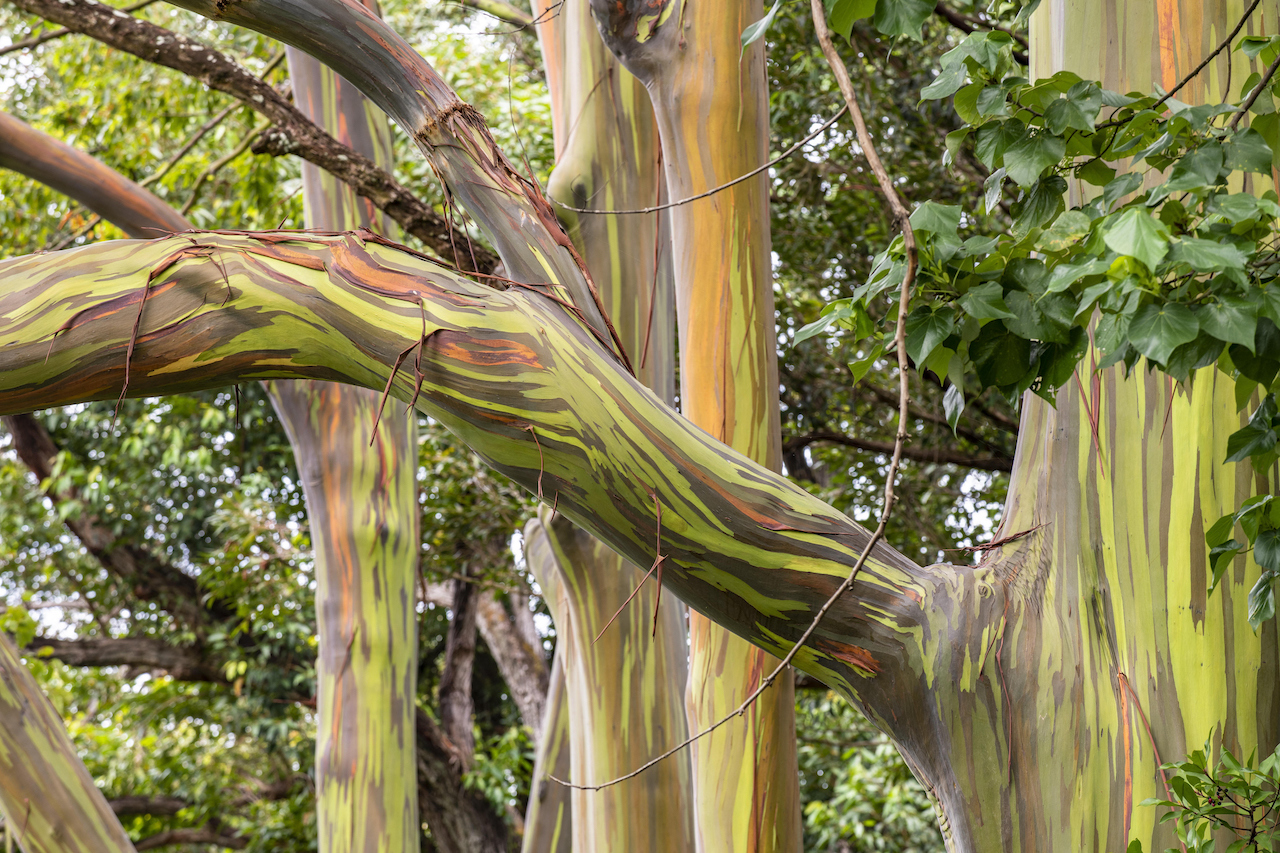 Qué sabemos del árbol arcoíris, la especie de eucalipto exótico más  colorida del mundo | National Geographic en Español