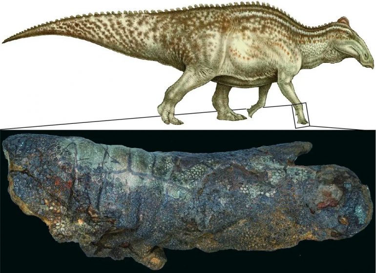 Dakora hadrosaurio