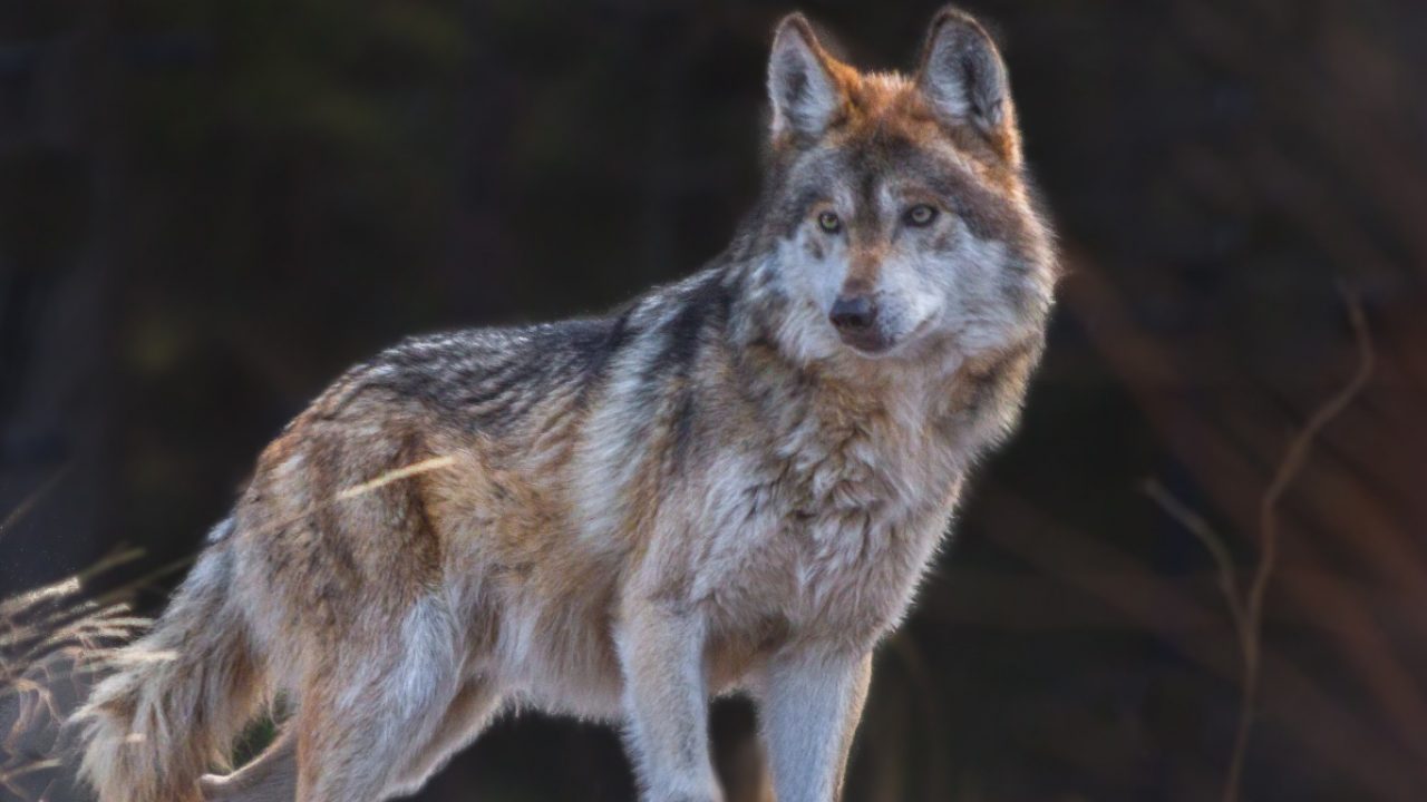 Así es el lobo mexicano, el antiguo guerrero que resiste y sobrevive |  National Geographic en Español