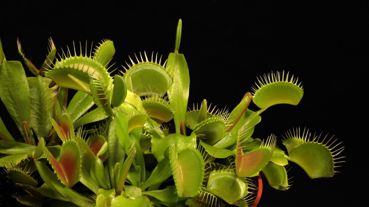 Qué son las plantas carnívoras y qué comen realmente? | National Geographic  en Español