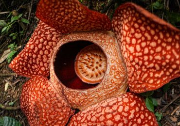 rafflesia