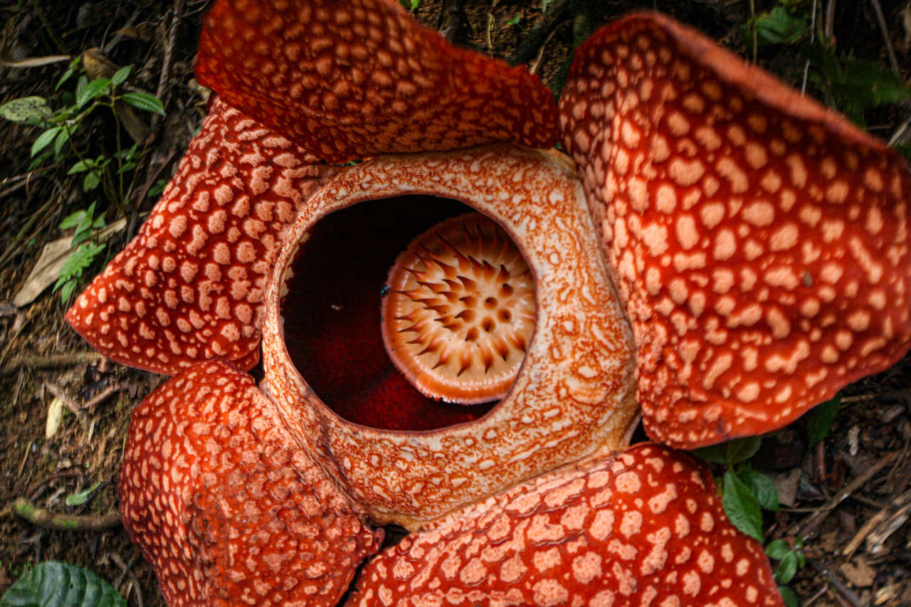 Así es la planta 'cadáver', la flor más grande del mundo que abunda en las  selvas de Indonesia | National Geographic en Español