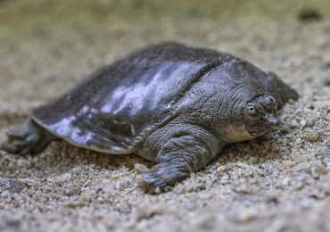 tortugas caparazón blando