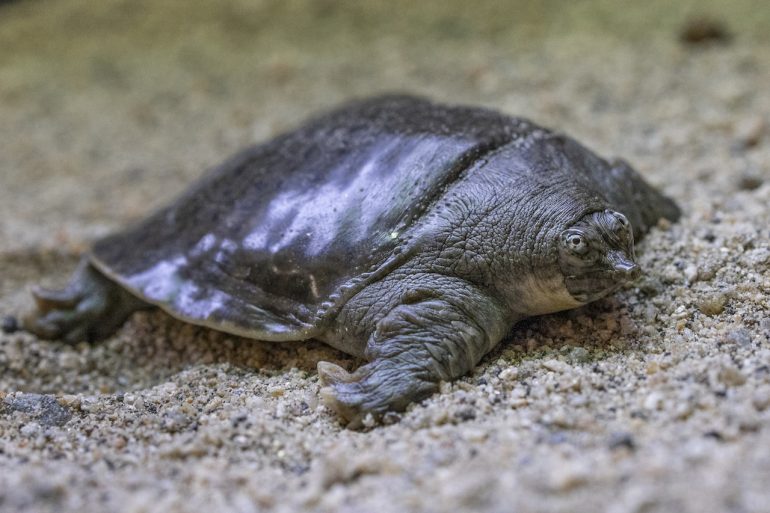 tortugas caparazón blando