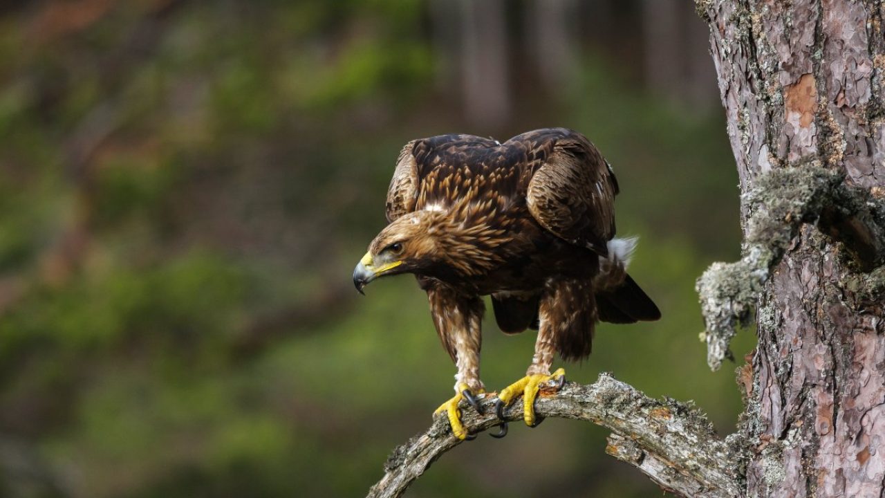 Cómo es el águila real, la mítica y emblemática ave de la bandera mexicana  | National Geographic en Español