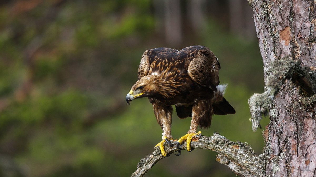 Cómo es el águila real, la mítica y emblemática ave de la bandera mexicana  | National Geographic en Español