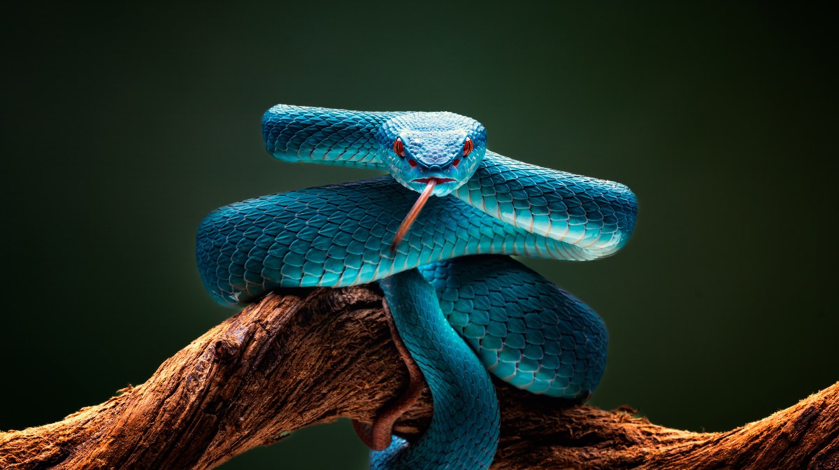 patrocinador licencia Impuro Cuál es la diferencia entre una serpiente, una víbora y una culebra? |  National Geographic en Español