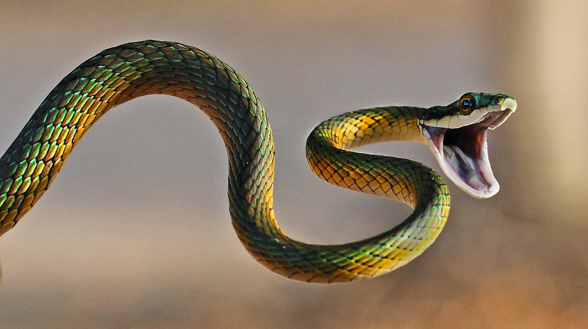 Diferencia entre serpiente y víbora