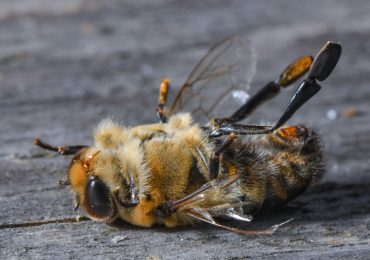 esperanza de vida de las abejas
