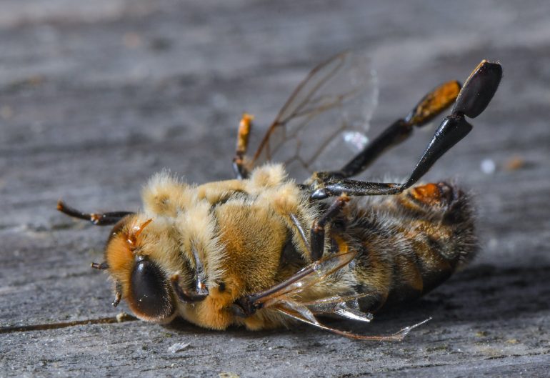 esperanza de vida de las abejas