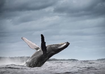 monitoreo ballenas jorobadas