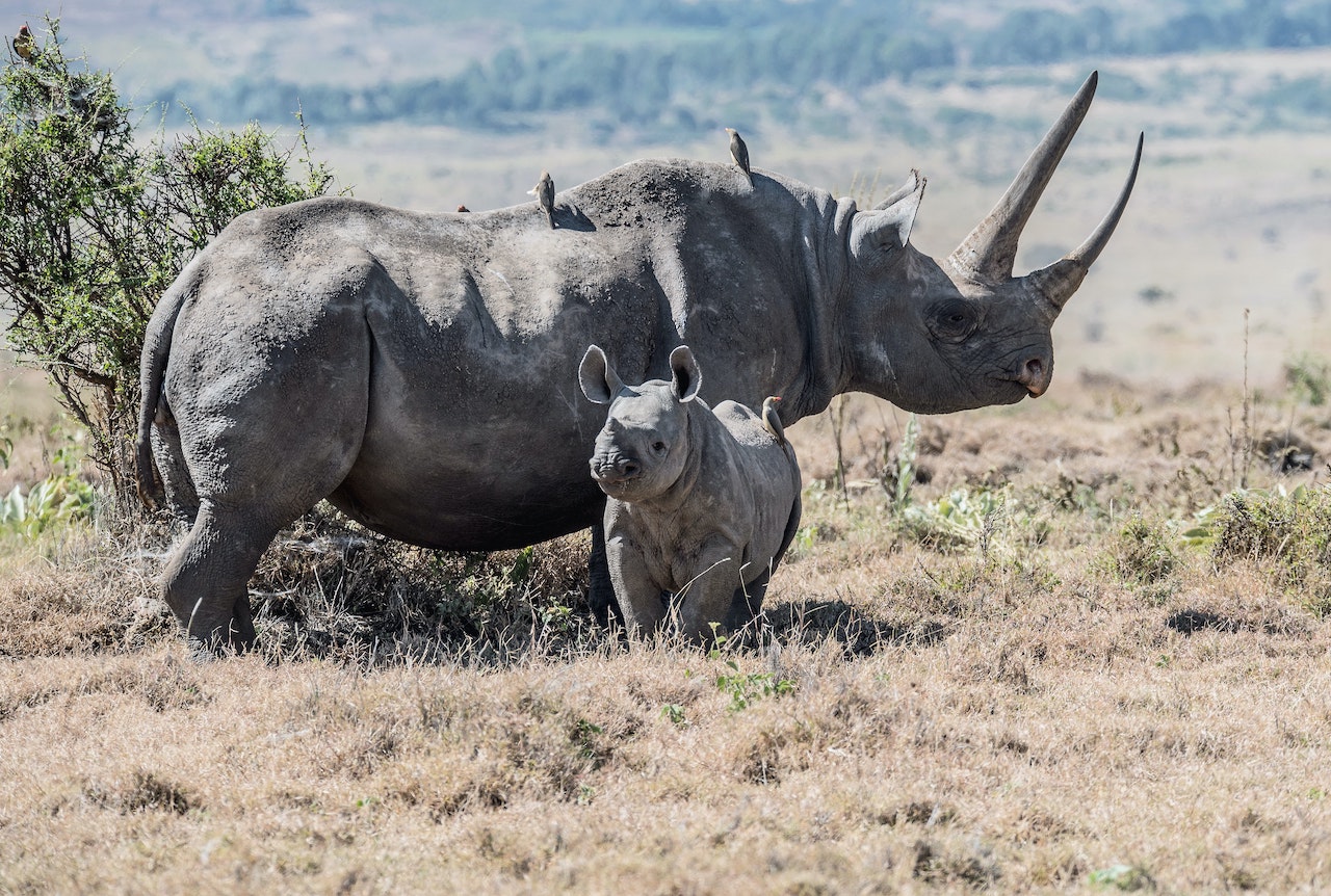 cuernos de rinoceronte