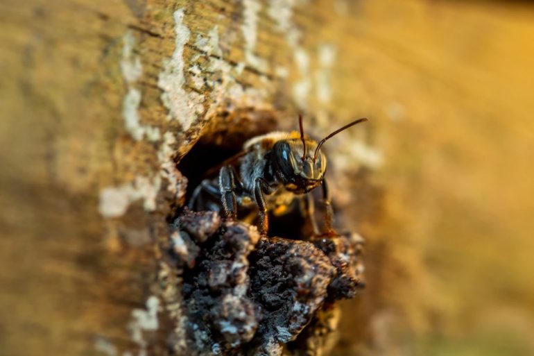 abejas-sin-aguijón