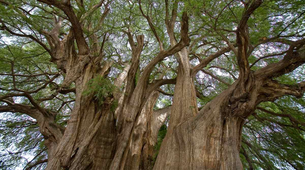 La historia del ahuehuete, el icónico árbol nacional mexicano de 'La Noche  Triste' | National Geographic en Español