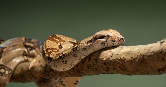 clítoris serpientes