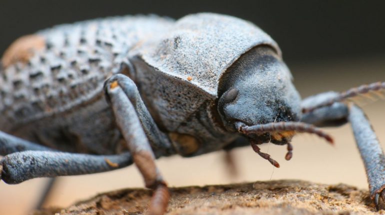 escarabajo acorazado del desierto