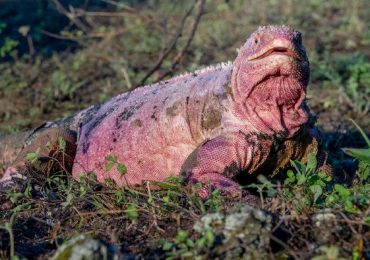 Iguana rosada