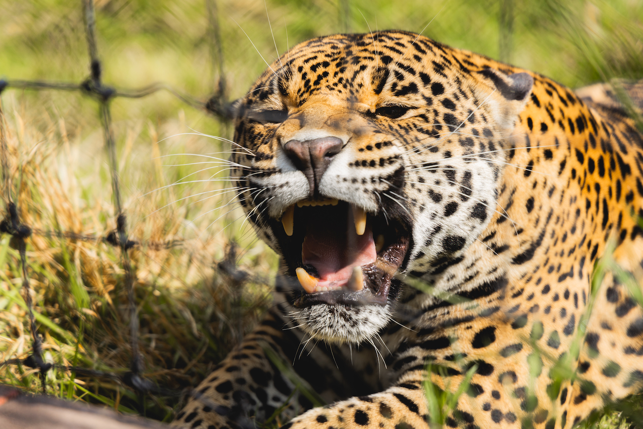 santuario jaguar