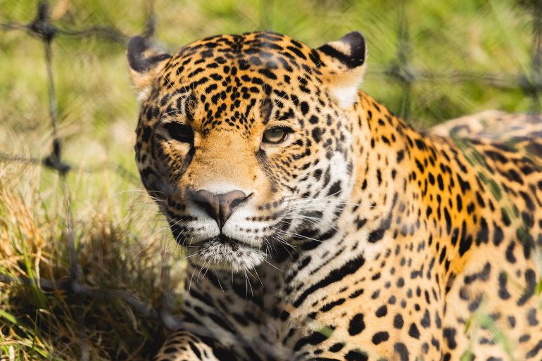 santuario Jaguar
