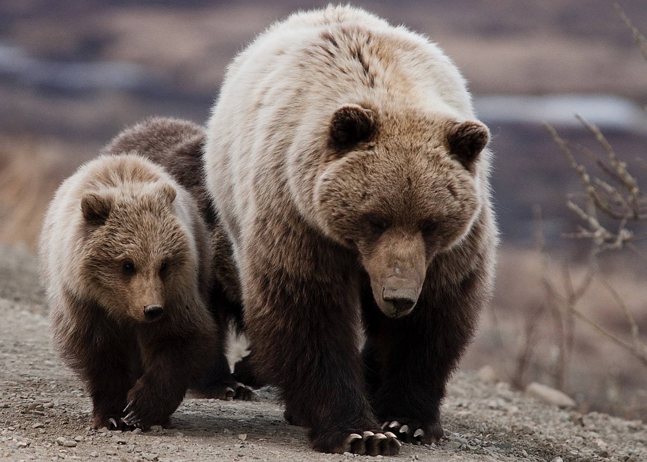 chupar Besugo Instalaciones Los osos pardos están perdiendo sus garras y los científicos no saben por  qué | National Geographic en Español