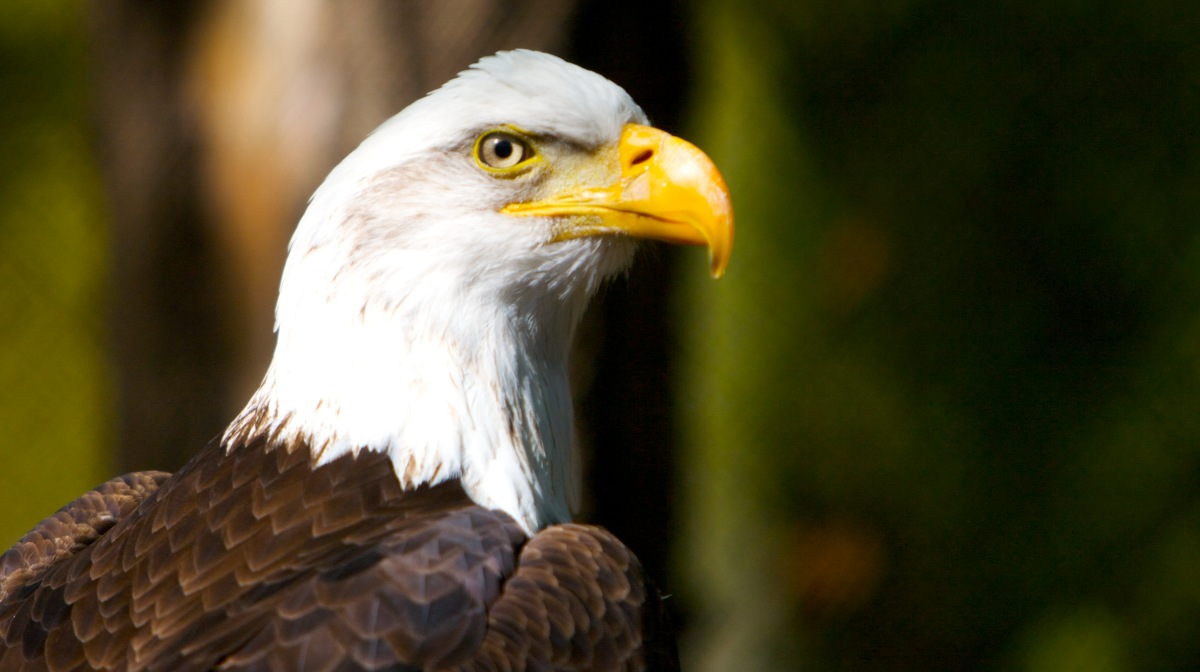 Libertad, sabiduría y valor: así es el águila calva, el ave que domina los  cielos de Norteamérica | National Geographic en Español