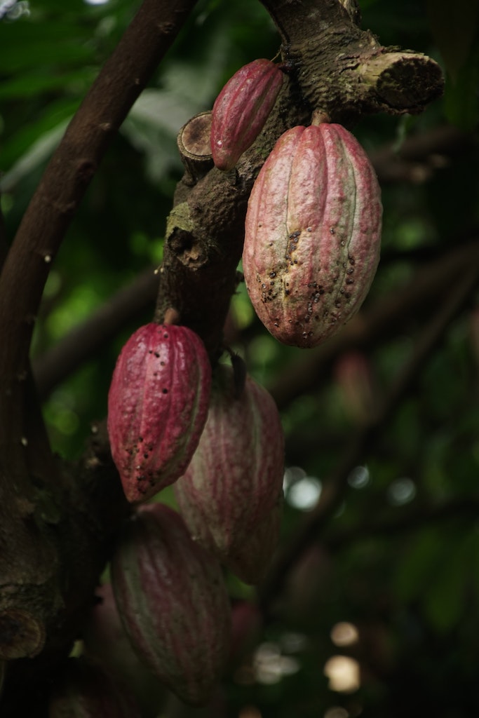 cacao Mesoamérica
