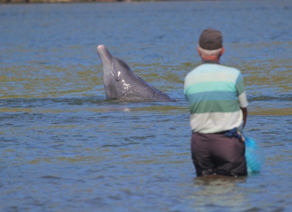 delfines Brasil