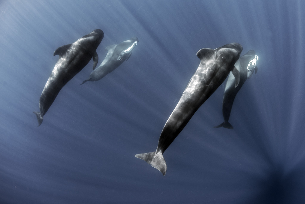 delfines contaminación acústica
