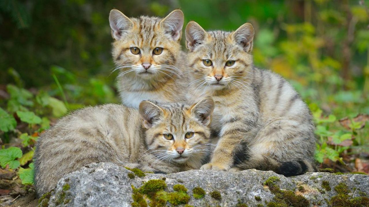 A tientas Absorbente Peatonal Así es el gato montés, el cazador que extiende sus territorios a lo largo  de cuatro continentes | National Geographic en Español