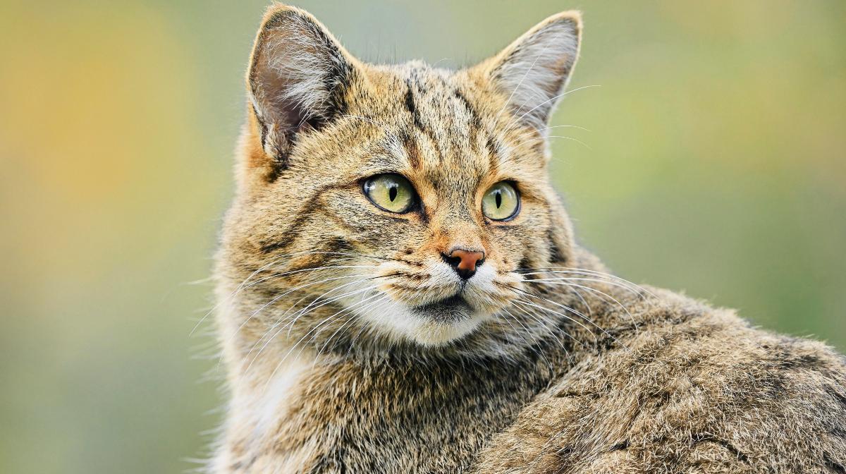 A tientas Absorbente Peatonal Así es el gato montés, el cazador que extiende sus territorios a lo largo  de cuatro continentes | National Geographic en Español