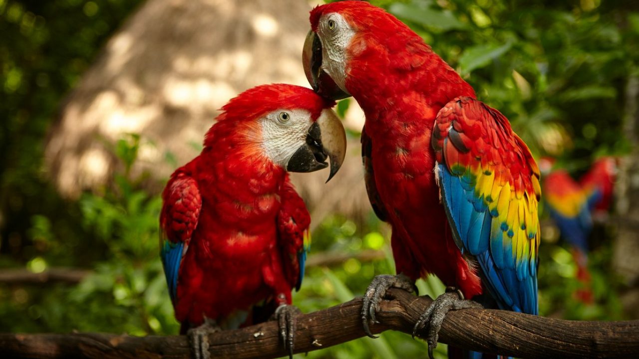 Así es la guacamaya roja, el ave que luce su plumaje multicolor en las  selvas de América Latina | National Geographic en Español