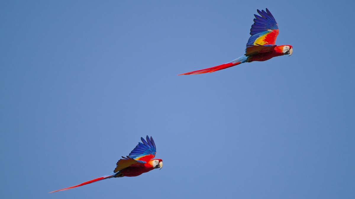 Así es la guacamaya roja, el ave que luce su plumaje multicolor en las  selvas de América Latina | National Geographic en Español