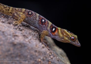 gecko de la isla Unión
