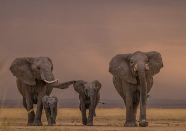 memoria elefantes
