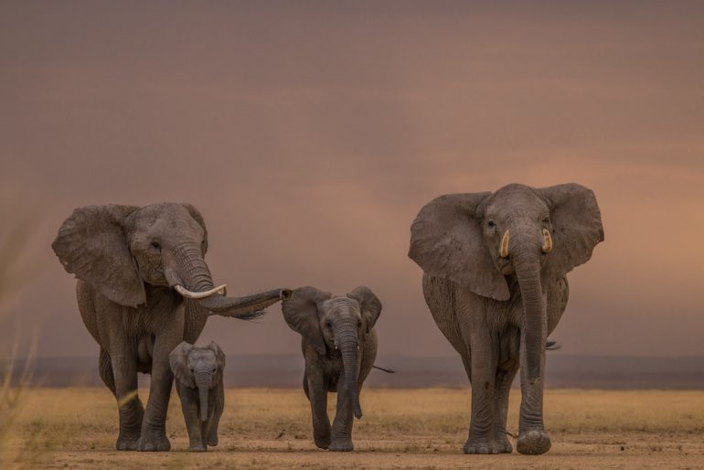 memoria elefantes